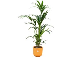 Plantenboetiek.nl | Kentia palm inclusief elho Jazz Round geel - Ø26cm - 150-160cm hoog - Kamerplant - Arrangement - Plant met pot