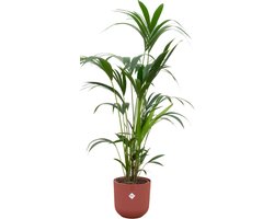Plantenboetiek.nl | Kentia palm inclusief elho Jazz Round rood - Ø26cm - 150-160cm hoog - Kamerplant - Arrangement - Plant met pot