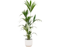 Plantenboetiek.nl | Kentia palm inclusief elho Vibes Fold Round wit - Ø30cm - 150-160cm hoog - Kamerplant - Complete set - Plant met pot