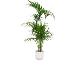 Plantenboetiek.nl | Kentia palm inclusief elho Vibes Fold Round wit - Ø30cm - 170-180cm hoog - Kamerplant - Complete set - Plant met pot