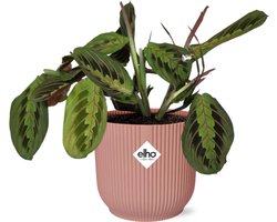 Plantenboetiek.nl | Maranta Leuconeura ‘Fascinator’ Tricolor in ELHO Vibes Fold roze - Ø14cm - 20cm hoog - Kamerplant - Groenblijvend