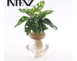 Plantenboetiek.nl | Monstera Adansonii in bolglas met kurk - Ø12cm - 25cm hoog - Kamerplant - Groenblijvend