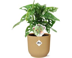 Plantenboetiek.nl | Monstera ‘Monkey Leaf’ in ELHO Vibes Fold geel - Ø14cm - 30cm hoog - Kamerplant - Groenblijvend