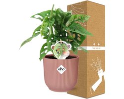 Plantenboetiek.nl | Monstera ‘Monkey Leaf’ in ELHO Vibes Fold roze - Ø14cm - 30cm hoog - Kamerplant - Groenblijvend