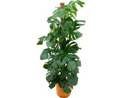 Plantenboetiek.nl | Monstera Pertusum XL inclusief elho Jazz Round geel - Ø26cm - 140-150cm hoog - Kamerplant - Complete set - Plant met pot