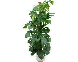 Plantenboetiek.nl | Monstera Pertusum XL inclusief elho Jazz Round wit - Ø26cm - 140-150cm hoog - Kamerplant - Arrangement - Plant met pot