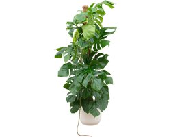 Plantenboetiek.nl | Monstera Pertusum XL inclusief elho Vibes Fold Round wit - Ø30cm - 140-150cm hoog - Kamerplant - Complete set - Plant met pot