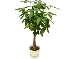 Plantenboetiek.nl | Pachira Aquatica inclusief elho Greenville Round wit - Ø30cm - 150-160cm hoog - Kamerplant - Complete set - Plant met pot