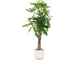 Plantenboetiek.nl | Pachira Aquatica inclusief elho Vibes Fold Round wit - Ø30cm - 125-140cm hoog - Kamerplant - Arrangement - Plant met pot
