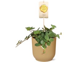 Plantenboetiek.nl | Peperomia ‘Hope’ in ELHO Vibes Fold geel - Ø14cm - 15cm hoog - Kamerplant - Groenblijvend - Cactus & Vetplanten
