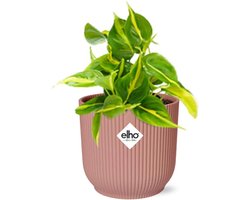 Plantenboetiek.nl | Philodendron Scandens ‘Brasil’ in ELHO Vibes Fold roze - Ø14cm - 10-20cm hoog - Kamerplant - Groenblijvend
