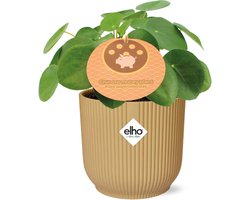 Plantenboetiek.nl | Pilea Peperomioides 12 in ELHO Vibes Fold geel - Ø14cm - 20cm hoog - Kamerplant - Groenblijvend