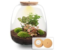 Plantenboetiek.nl | Plant terrarium 'Nora' - Coffea Red met LED kurk - Ø23cm - 25 cm hoog - Ecosysteem & Terrarium