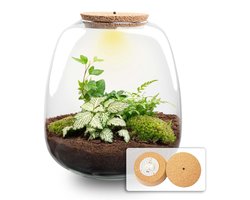 Plantenboetiek.nl | Plant terrarium 'Nora' - Fittonia White Tiger met LED kurk - Ø23cm - 25 cm hoog - Ecosysteem & Terrarium