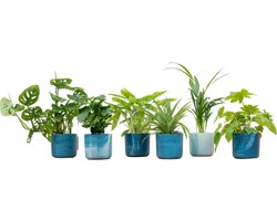 Plantenboetiek.nl | Planten inclusief elho Ocean Round atlantisch blauw | 6 stuks - Ø14cm - 30cm hoog - Kamerplant - Complete set - Plant met pot - Multideal