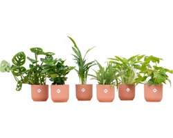 Plantenboetiek.nl | Planten inclusief elho Vibes Fold Round roze | 6 stuks - Ø14cm - 30cm hoog - Kamerplant - Arrangement - Plant met pot - Multideal