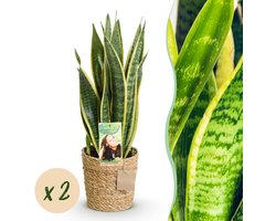 Plantenboetiek.nl | Sanseveria Laurentii - Vrouwentong - Weinig onderhoud - met mand - Groen - 2 Planten - Ø17cm - 60-70cm hoog - Kamerplant - Groenblijvend