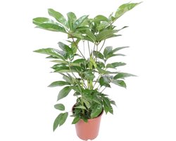 Plantenboetiek.nl | Schefflera Actinophylla Amate - Ø24cm - 90-100cm hoog - Kamerplant - Groenblijvend