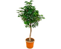 Plantenboetiek.nl | Schefflera op stam - Ø40cm - 185-200cm hoog - Kamerplant - Groenblijvend