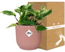 Plantenboetiek.nl | Scindapsus (Epipremnum) Marble Queen in ELHO Vibes Fold Roze - Ø14cm - 25cm hoog - Kamerplant - Groenblijvend