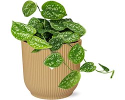 Plantenboetiek.nl | Scindapsus Pictus ‘Argyraeus’ in ELHO Vibes Fold geel - Ø14cm - 20cm hoog - Kamerplant - Groenblijvend