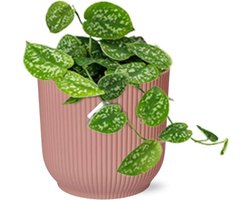 Plantenboetiek.nl | Scindapsus Pictus ‘Argyraeus’ in ELHO Vibes Fold roze - Ø14cm - 20cm hoog - Kamerplant - Groenblijvend