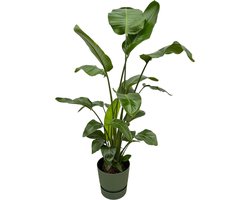 Plantenboetiek.nl | Strelitzia Nicolai inclusief elho Greenville Round groen - Ø30cm - 150-160cm hoog - Kamerplant - Complete set - Plant met pot