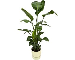 Plantenboetiek.nl | Strelitzia Nicolai inclusief elho Greenville Round wit - Ø30cm - 150-160cm hoog - Kamerplant - Arrangement - Plant met pot