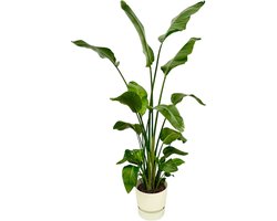 Plantenboetiek.nl | Strelitzia Nicolai inclusief elho Greenville Round wit - Ø30cm - 155-170cm hoog - Kamerplant - Complete set - Plant met pot