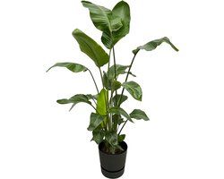 Plantenboetiek.nl | Strelitzia Nicolai inclusief elho Greenville Round zwart - Ø30cm - 150-160cm hoog - Kamerplant - Complete set - Plant met pot