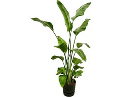 Plantenboetiek.nl | Strelitzia Nicolai inclusief elho Greenville Round zwart - Ø30cm - 170-180cm hoog - Kamerplant - Complete set - Plant met pot