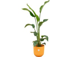 Plantenboetiek.nl | Strelitzia Nicolai inclusief elho Jazz Round geel - Ø23cm - 90-100cm hoog - Kamerplant - Complete set - Plant met pot