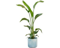 Plantenboetiek.nl | Strelitzia Nicolai inclusief elho Ocean Round atlantisch blauw - Ø22cm - 90-100cm hoog - Kamerplant - Arrangement - Plant met pot