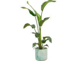Plantenboetiek.nl | Strelitzia Nicolai inclusief elho Ocean Round pacifisch groen - Ø22cm - 90-100cm hoog - Kamerplant - Complete set - Plant met pot