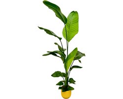 Plantenboetiek.nl | Strelitzia Nicolai inclusief elho Vibes Fold Round geel - Ø18cm - 120-130cm hoog - Kamerplant - Arrangement - Plant met pot