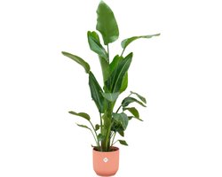 Plantenboetiek.nl | Strelitzia Nicolai inclusief elho Vibes Fold Round roze - Ø30cm - 150-160cm hoog - Kamerplant - Arrangement - Plant met pot