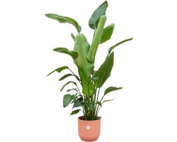 Plantenboetiek.nl | Strelitzia Nicolai inclusief elho Vibes Fold Round roze - Ø30cm - 170-180cm hoog - Kamerplant - Complete set - Plant met pot