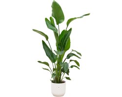 Plantenboetiek.nl | Strelitzia Nicolai inclusief elho Vibes Fold Round wit - Ø30cm - 150-160cm hoog - Kamerplant - Complete set - Plant met pot