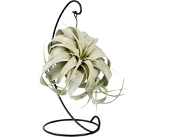 Plantenboetiek.nl | Tillandsia King Xero - Ø12cm - 23cm hoog - Kamerplant - Groenblijvend