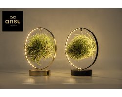 Plantenboetiek.nl | Tillandsia Led edition - 2 stuks - Ø11cm - 23cm hoog - Kamerplant - Multideal