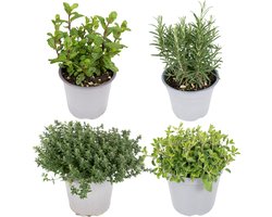 Plantenboetiek.nl | Tuinkruiden Mix | 4 stuks - Ø14cm - 18cm hoog - Kamerplant - Groenblijvend - Multideal