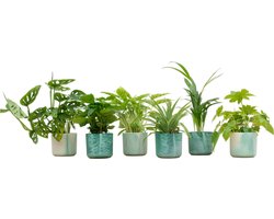 Plantenboetiek.nl | Verrassingsbox - 6 planten inclusief elho Ocean Round pacifisch groen - Ø14cm - 30cm hoog - Kamerplant - Complete set - Plant met pot