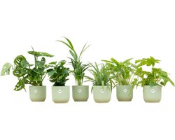 Plantenboetiek.nl | Verrassingsbox - 6 planten inclusief elho Vibes Fold Round sorbet groen - Ø14cm - 30cm hoog - Kamerplant - Complete set - Plant met pot