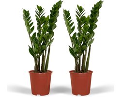 Plantenboetiek.nl | Zamioculcas Zamiifolia - Emerald palm | 2 stuks - Ø14cm - 40-50cm hoog - Kamerplant - Groenblijvend - Multideal