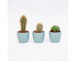 Plantenset van 3 met mini pot - Blauw/wit - Cactus mix - Ø 6 cm