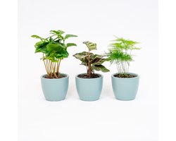 Plantenset van 3 met mini pot - Blauw/wit - Planten mix - Ø 6 cm
