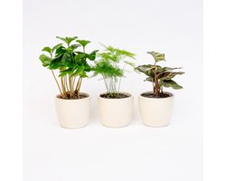 Plantenset van 3 met mini pot - Blauw/wit - Planten mix - Ø 6 cm