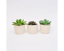 Plantenset van 3 met mini pot - Blauw/wit - Vetplanten mix - Ø 6 cm