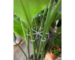 Plantensteunen – 4 stuks | Klimsteunen voor Kamerplanten & Tuinplanten | Plantenbinder | Herbruikbare Stengelhouders van Kunststof | Groeiaccessoires voor Klimplanten, Tomaten, Monstera, Orchidee & Kruiden (Zwart)