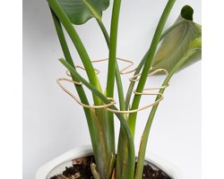 Plantensteunen - 5 stuks - Duurzame Monstera Stabilisator Grapple Holder - Uniek ontwerp voor klimplanten - Turtle Shell Bamboe Klemset - Ideale plantensteun voor bloeiende groei - Goud